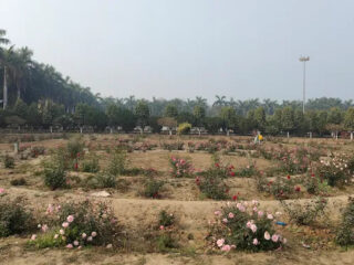 Rose-Garden-Mau
